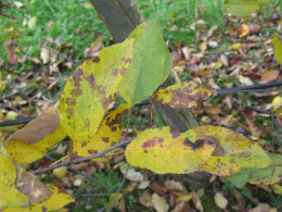 Tavelure sur feuilles à l'automne